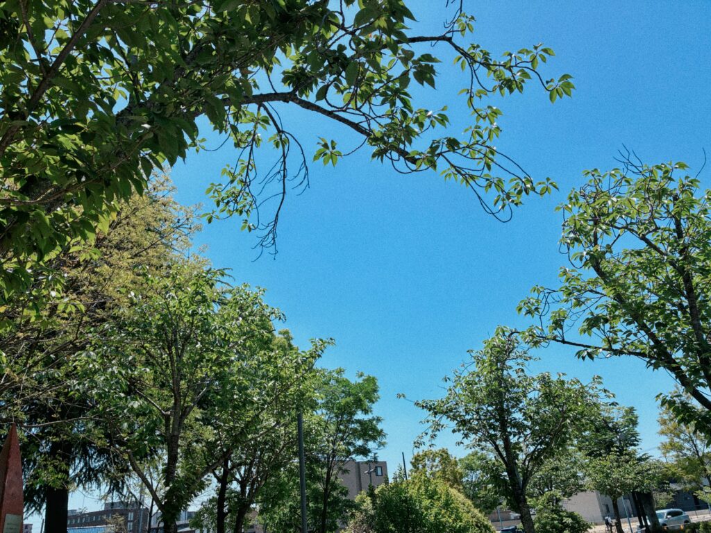 緑と青空